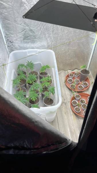 Operação policial apreende grande quantidade de pés de maconha e porções de skank em Tubarão — foto 1