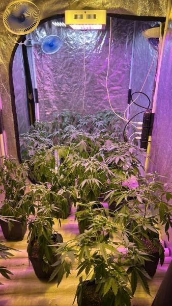 Operação policial apreende grande quantidade de pés de maconha e porções de skank em Tubarão — foto 2