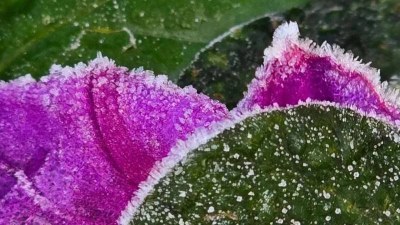 Serra Catarinense registrou geada e temperatura negativa na madrugada — foto 1
