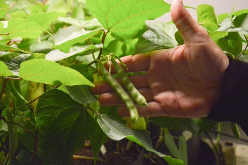 Das cinzas do carvão mineral, uma oportunidade para a agricultura — foto 1