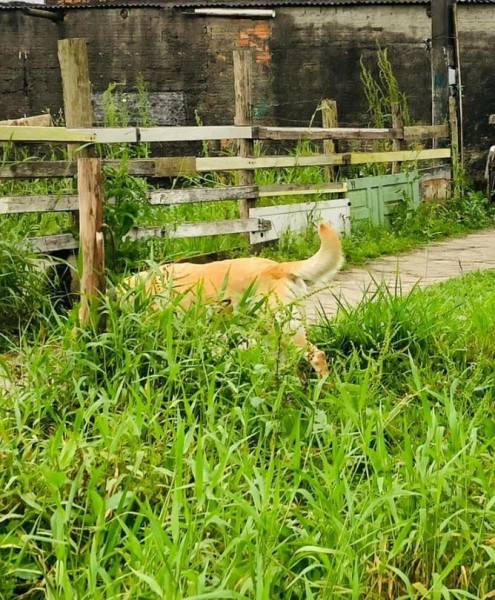 PM apreende droga após suspeito fugir de abordagem em Criciúma — foto 1