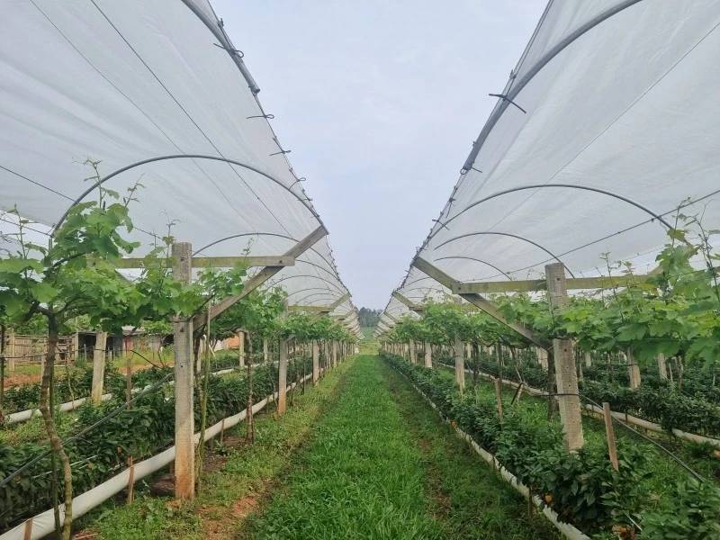 Videiras Matiolla: agricultura familiar e o convite para colher uvas em Içara — foto 1