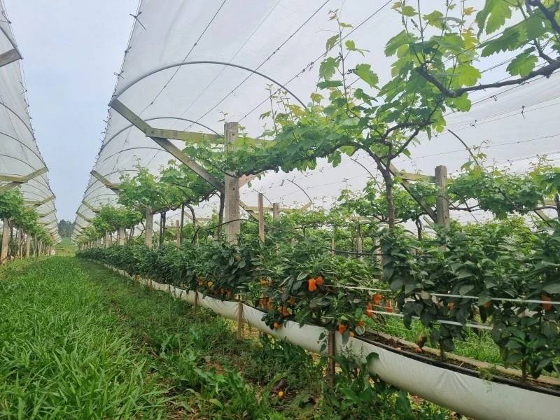Videiras Matiolla: agricultura familiar e o convite para colher uvas em Içara — foto 2