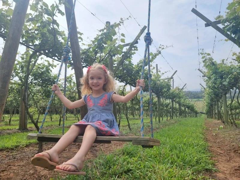 Videiras Matiolla: agricultura familiar e o convite para colher uvas em Içara — foto 4
