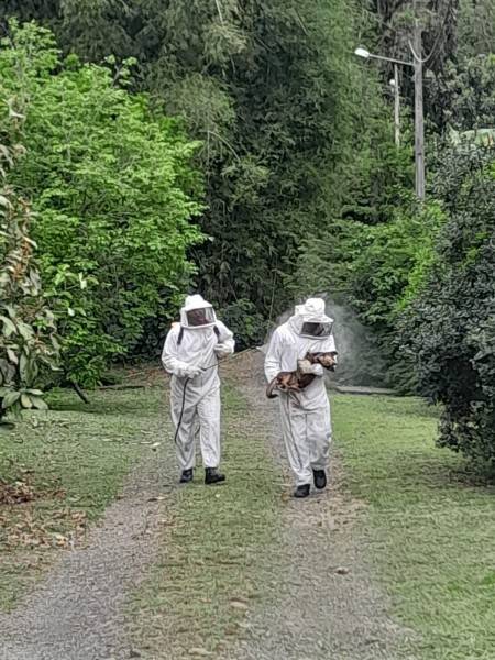 Corpo de Bombeiros resgata cachorros durante ataque de abelhas no Centro de Turvo — foto 2