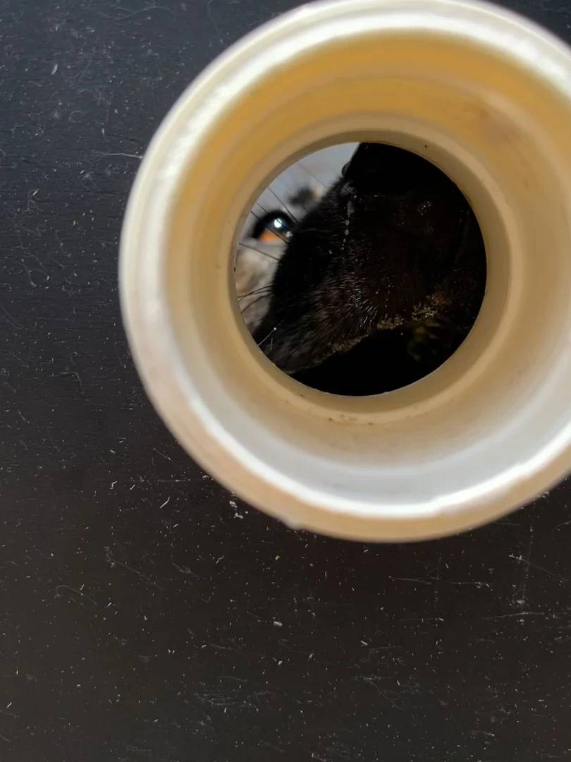 Grupo de Operações com Cães: canil se torna referência em segurança e projetos sociais — foto 1