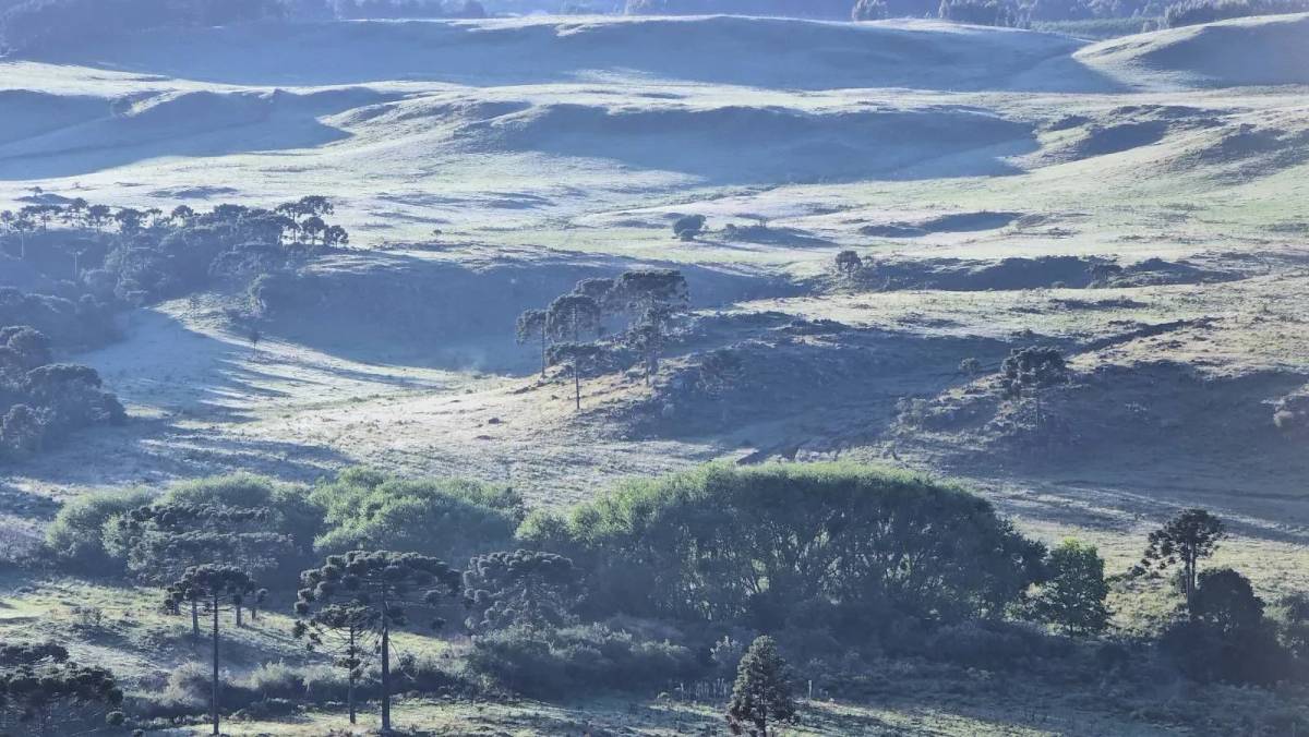 Serra catarinense amanhece coberta de geada nesta quarta-feira — foto 2