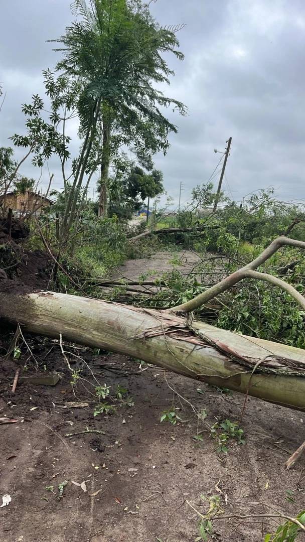 Após temporal, árvores caem sobre casas e bombeiros são acionados — foto 1