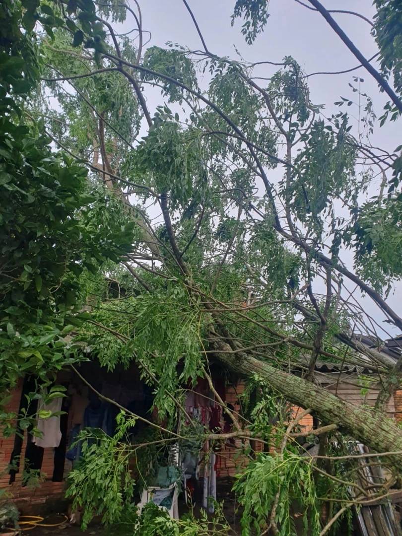 Após temporal, árvores caem sobre casas e bombeiros são acionados — foto 2