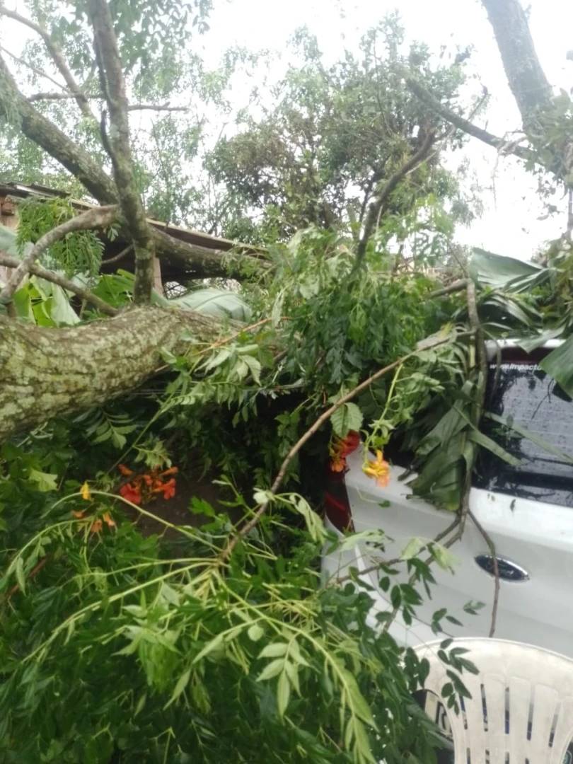 Após temporal, árvores caem sobre casas e bombeiros são acionados — foto 3