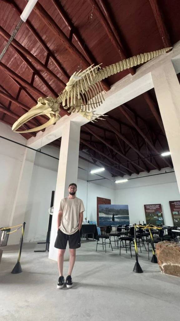 Esqueleto de filhote de baleia-franca é montado em museu de Imbituba — foto 1