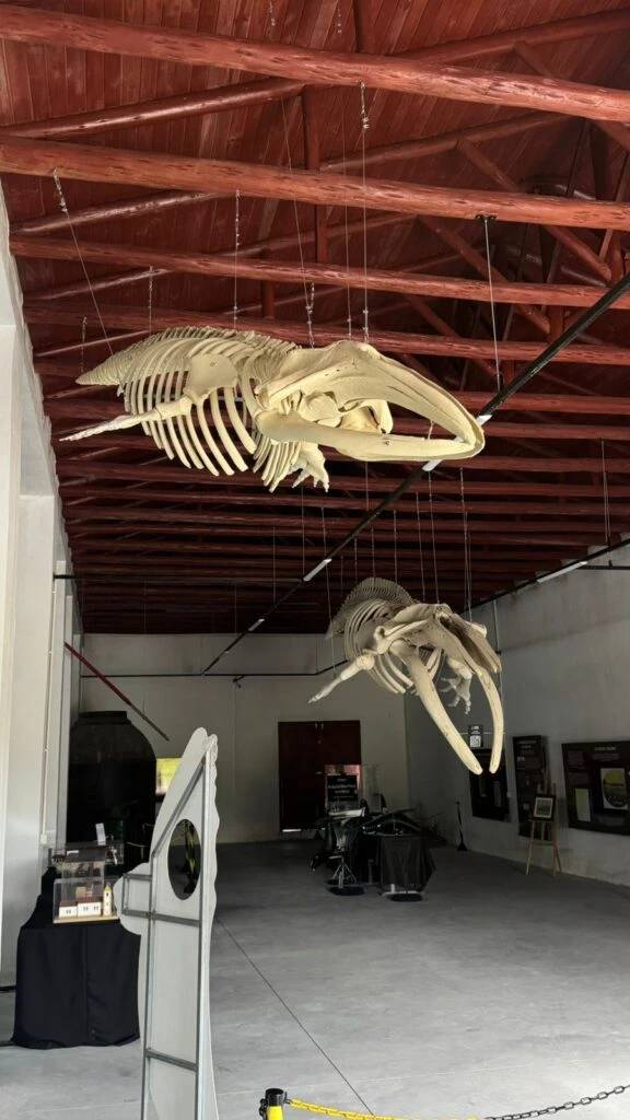 Esqueleto de filhote de baleia-franca é montado em museu de Imbituba — foto 2