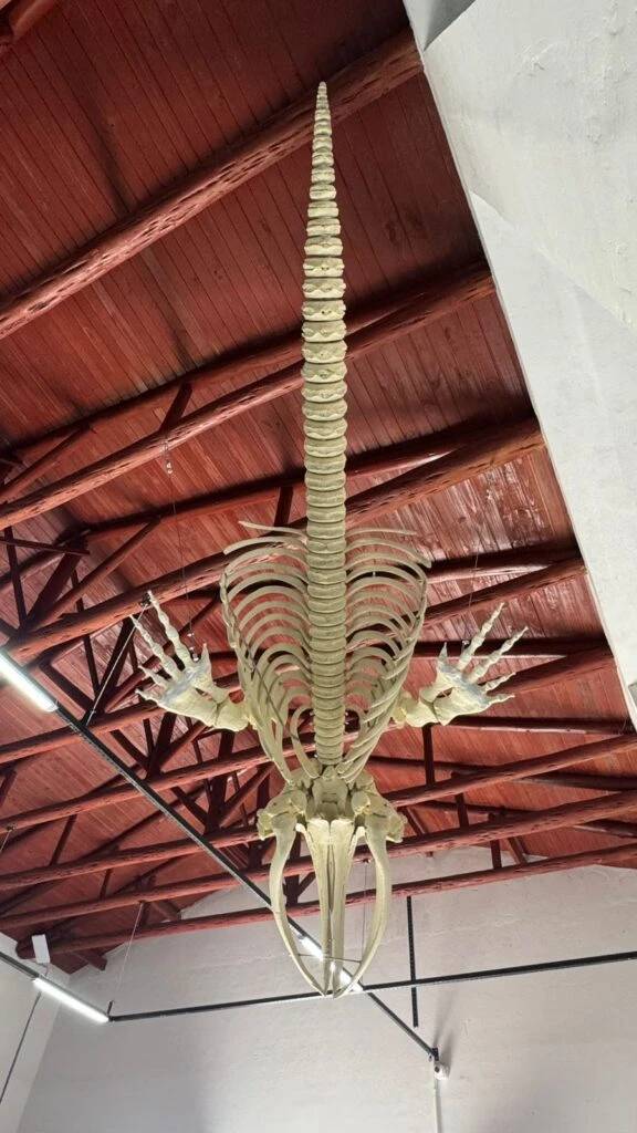 Esqueleto de filhote de baleia-franca é montado em museu de Imbituba — foto 3