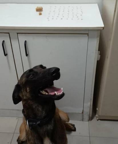 Cadela farejadora localiza drogas enterradas em terreno baldio — foto 1