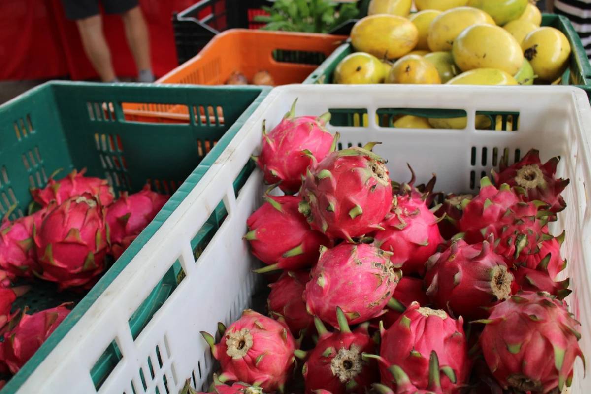 Feira da Agricultura Familiar retoma atividades em Criciúma — foto 2