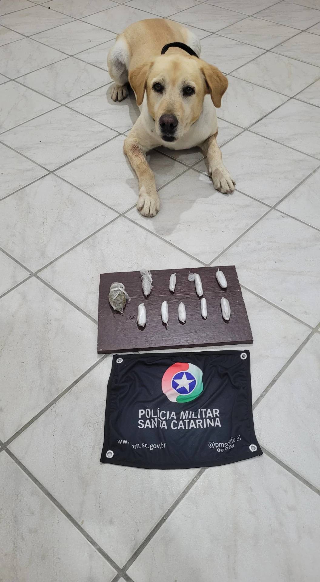 Com ajuda do cão de faro, PM apreende maconha em Criciúma — foto 2