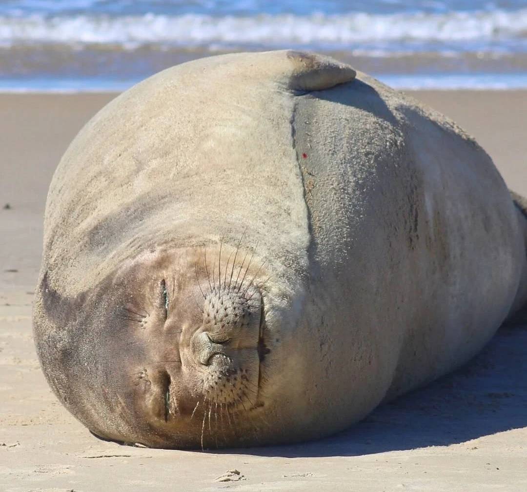 Órgão ambiental monitora elefante-marinho em Laguna — foto 1