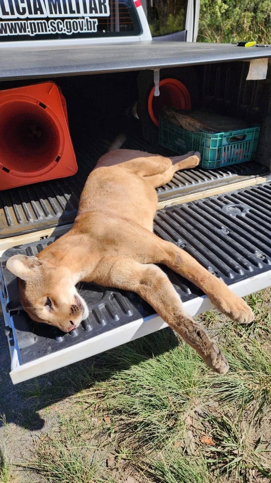 Onça-parda morre atropelada em rodovia da Serra de Santa Catarina — foto 1