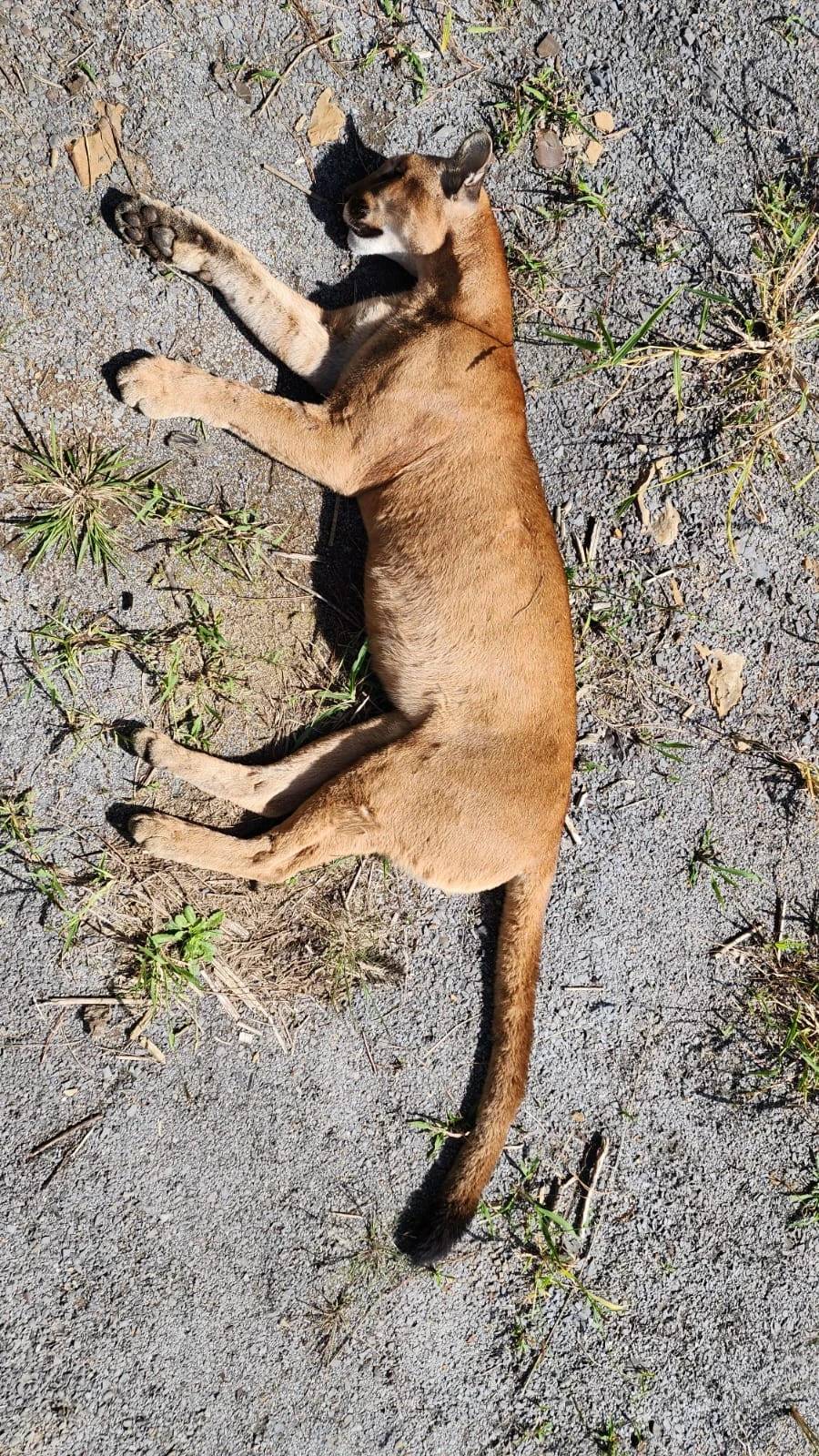 Onça-parda morre atropelada em rodovia da Serra de Santa Catarina — foto 2