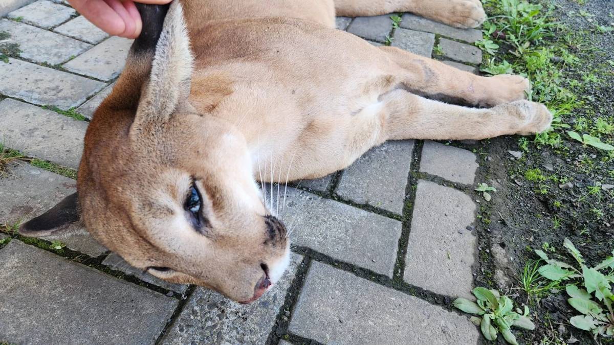 Onça-parda morre atropelada em rodovia da Serra de Santa Catarina — foto 4