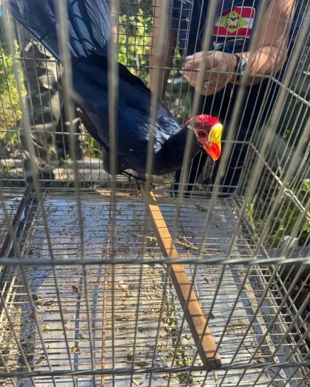 Operação resgata 120 aves silvestres e tartaruga vítimas de maus-tratos — foto 11