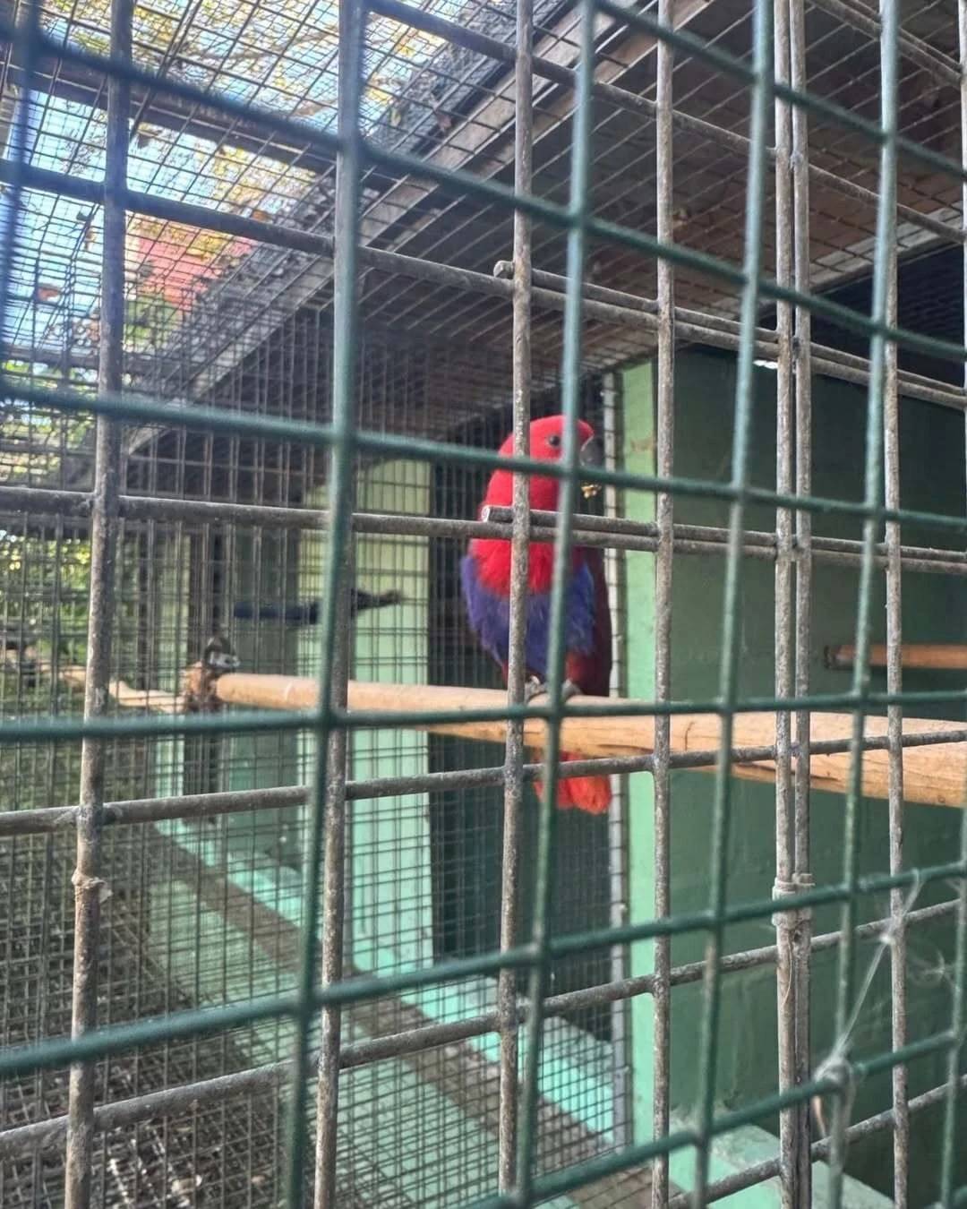 Operação resgata 120 aves silvestres e tartaruga vítimas de maus-tratos — foto 2