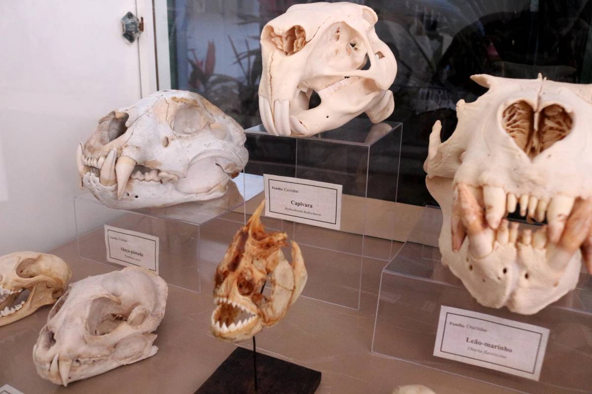 Unesc recebe exposição itinerante do Museu da Odontologia de Santa Catarina — foto 4