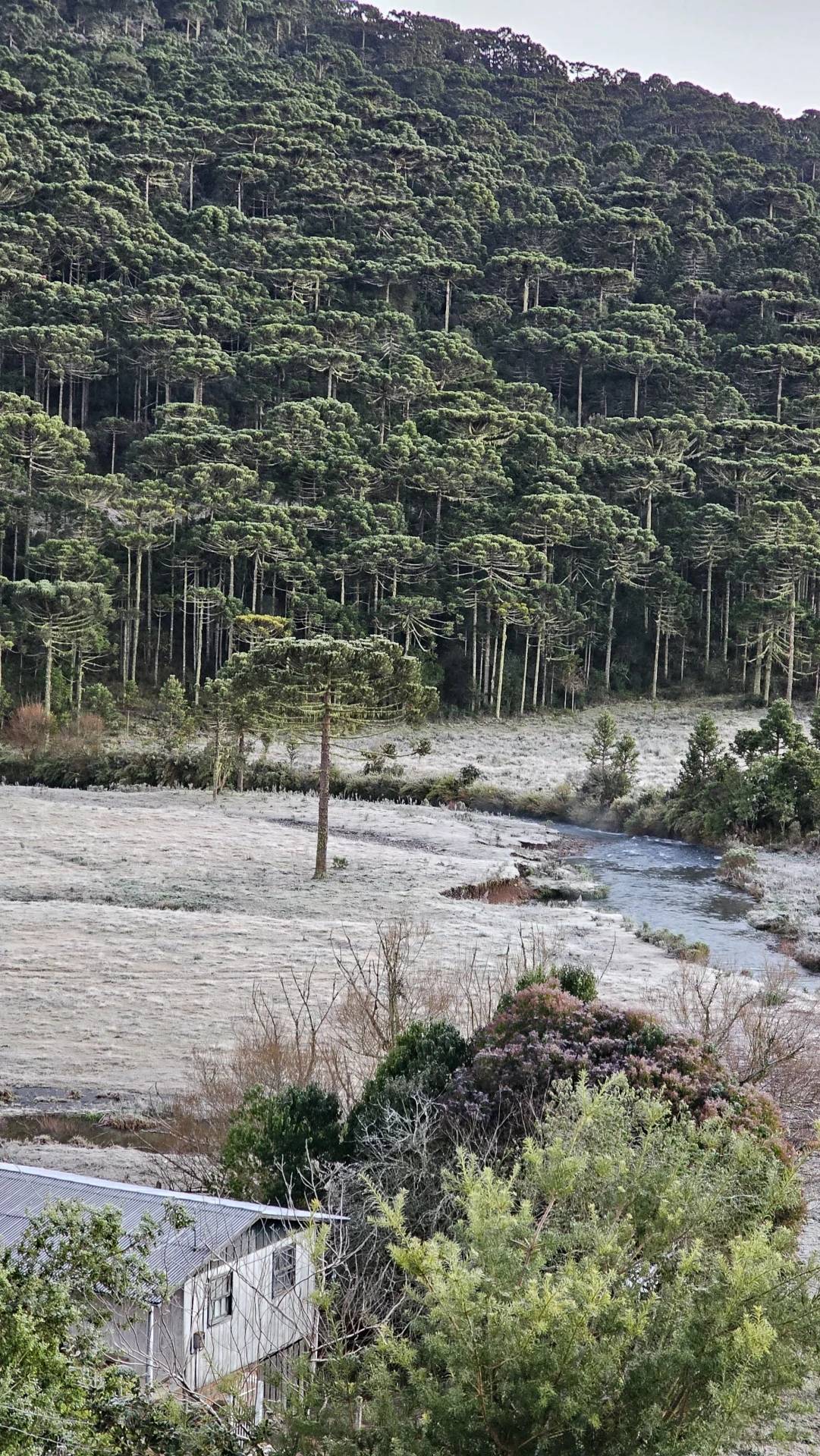 Vídeos: Serra catarinense amanhece coberta de geada e com rios congelados nesta terça-feira — foto 1