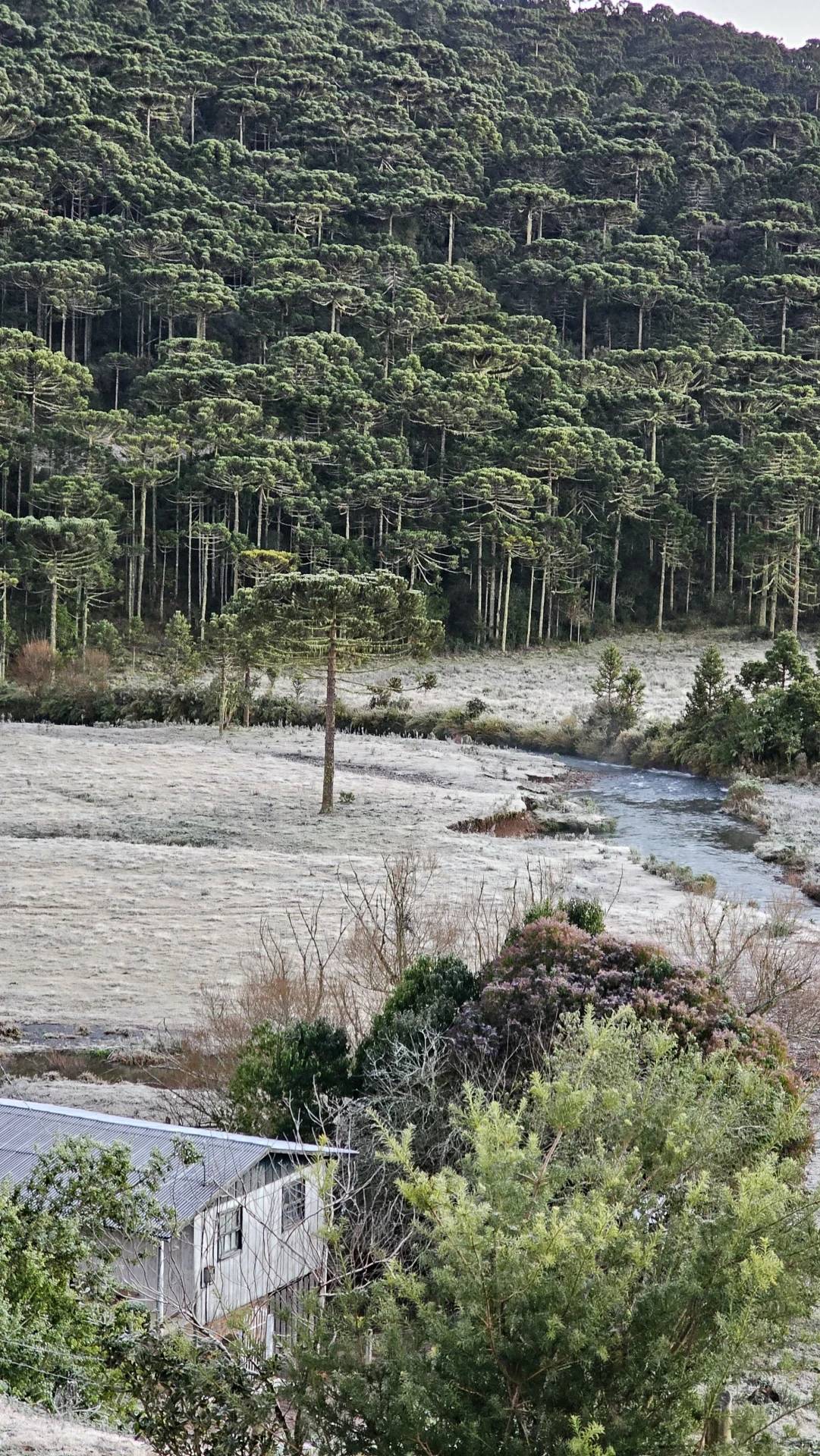 Vídeos: Serra catarinense amanhece coberta de geada e com rios congelados nesta terça-feira — foto 2