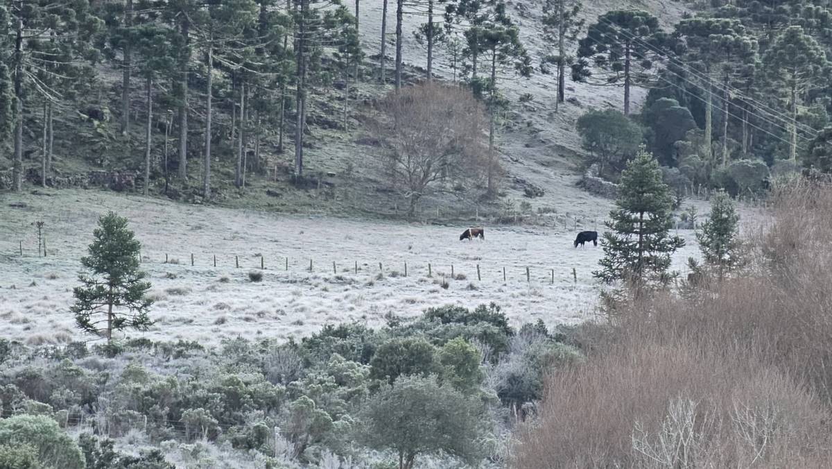 Vídeos: Serra catarinense amanhece coberta de geada e com rios congelados nesta terça-feira — foto 6