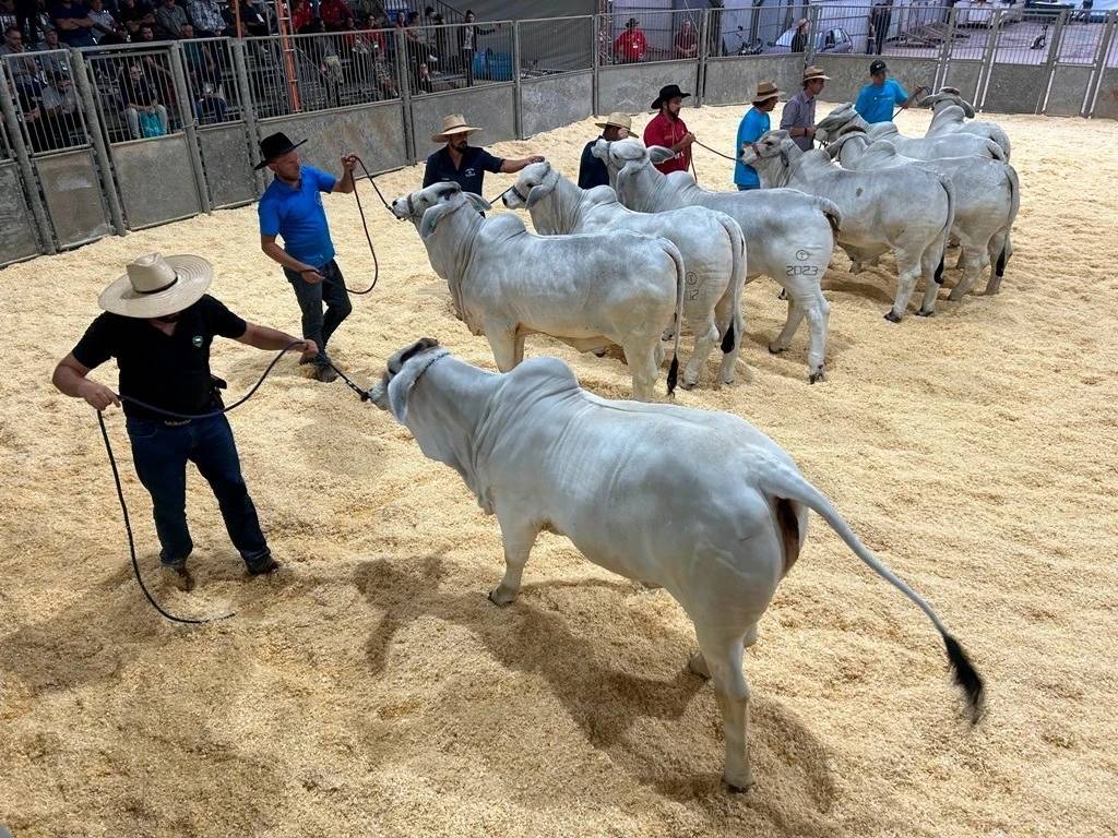 Agroponte reúne equoterapia, julgamento de raças e negócios em Criciúma — foto 2