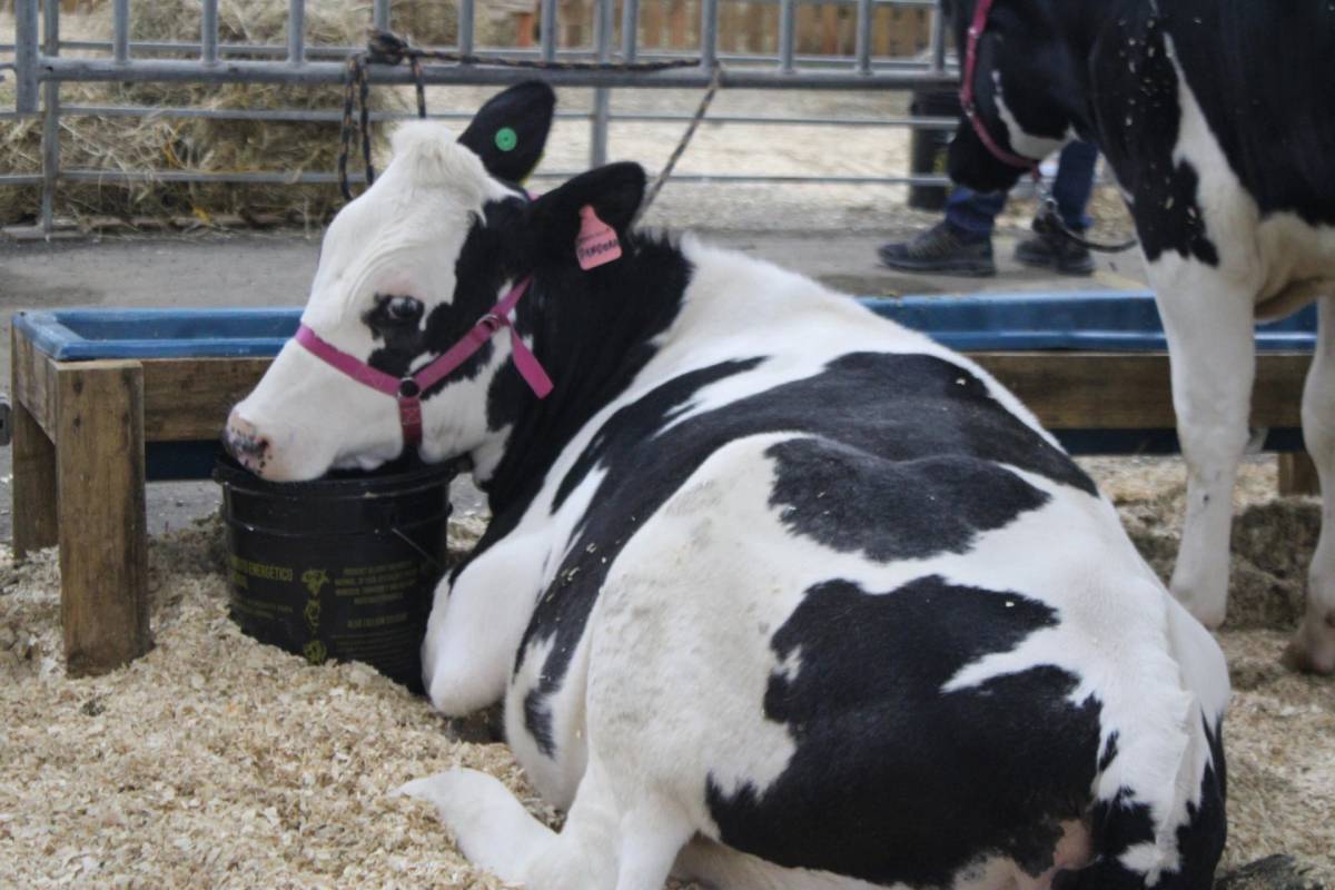 Criciúma: veja as fotos da Feira AgroPonte 2025 — foto 1
