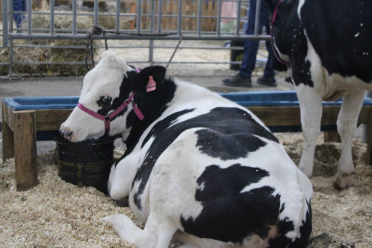 Criciúma: veja as fotos da Feira AgroPonte 2025 — foto 2