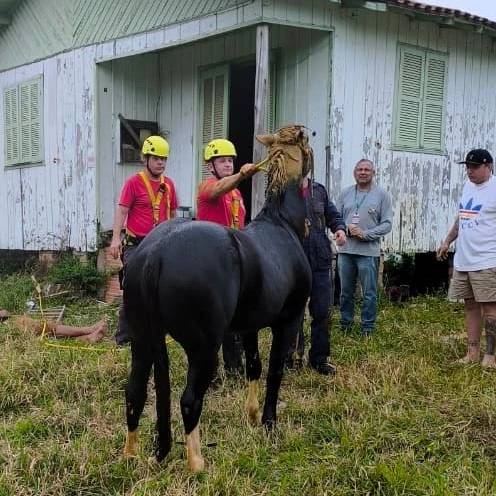 Criciúma: resgate de cavalo em poço mobiliza bombeiros e equipe da prefeitura — foto 1