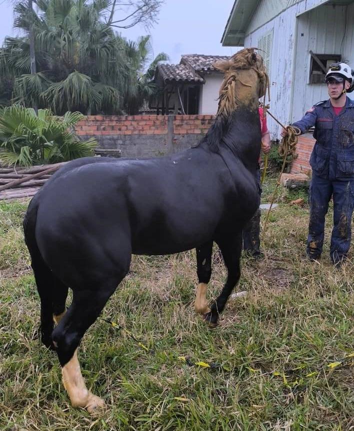 Criciúma: resgate de cavalo em poço mobiliza bombeiros e equipe da prefeitura — foto 2