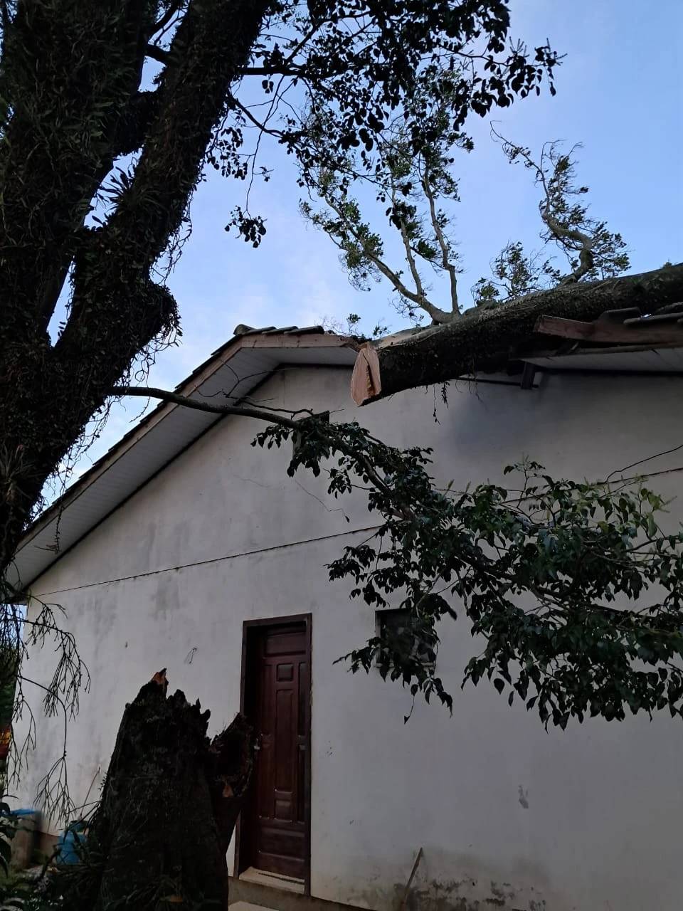 Figueira com cerca dez metros de altura cai sobre casa em Araranguá — foto 1