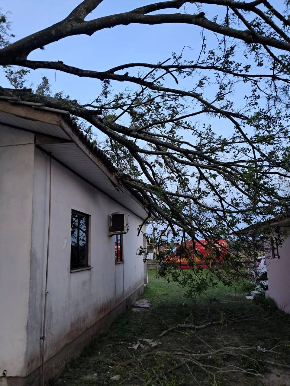 Figueira com cerca dez metros de altura cai sobre casa em Araranguá — foto 6