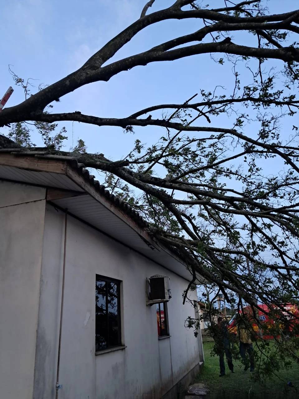 Figueira com cerca dez metros de altura cai sobre casa em Araranguá — foto 2