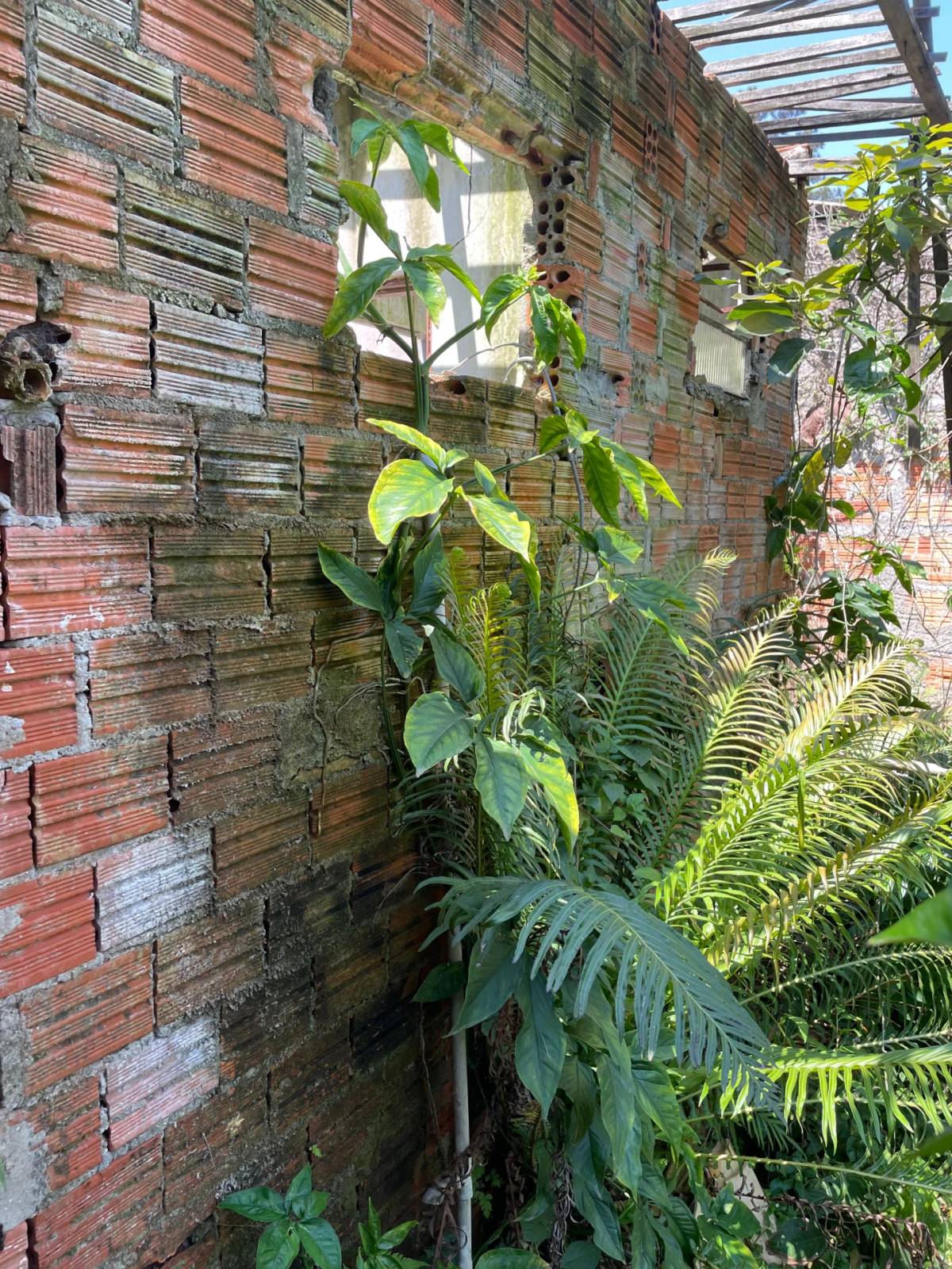 Vereador questiona possibilidade de demolição de casa abandonada no bairro Maria Céu — foto 4