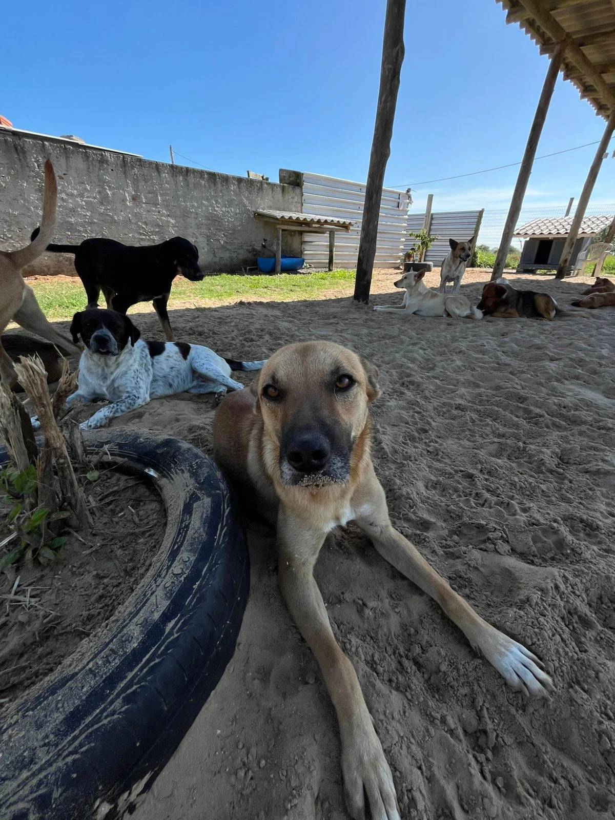 OPA encerra convênio e teme destino de 120 animais em Balneário Rincão — foto 2