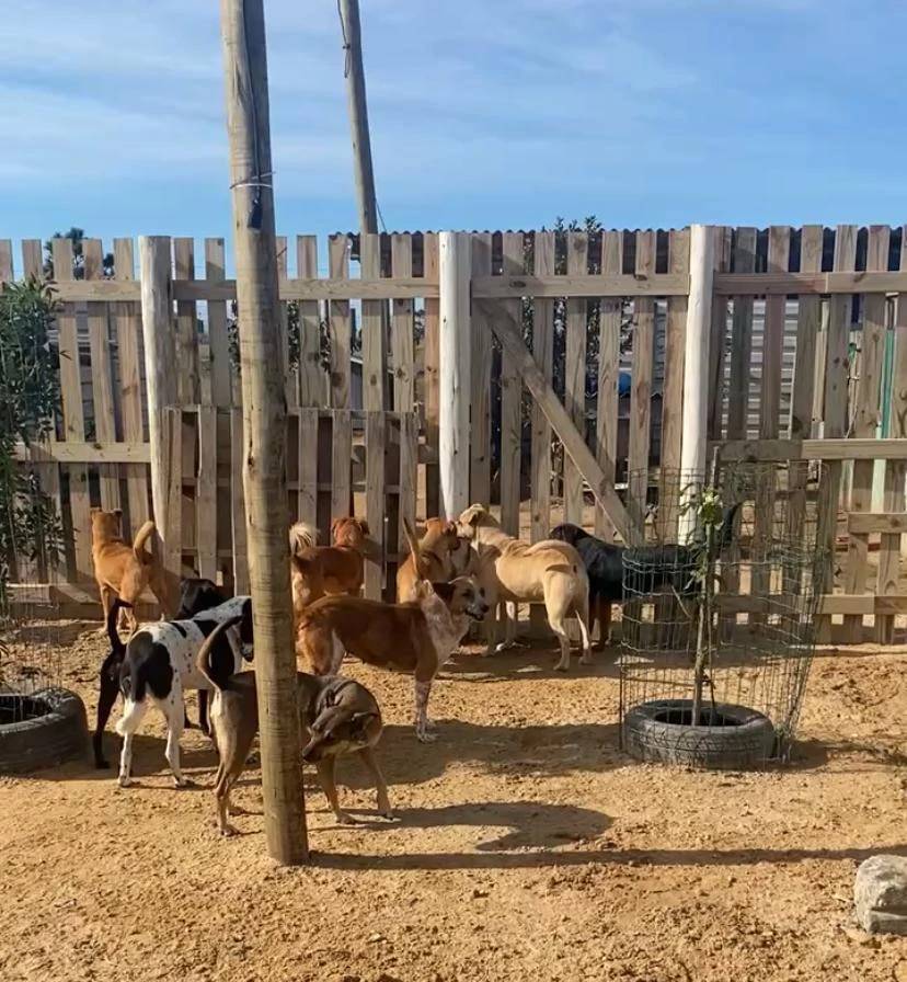 OPA encerra convênio e teme destino de 120 animais em Balneário Rincão — foto 7
