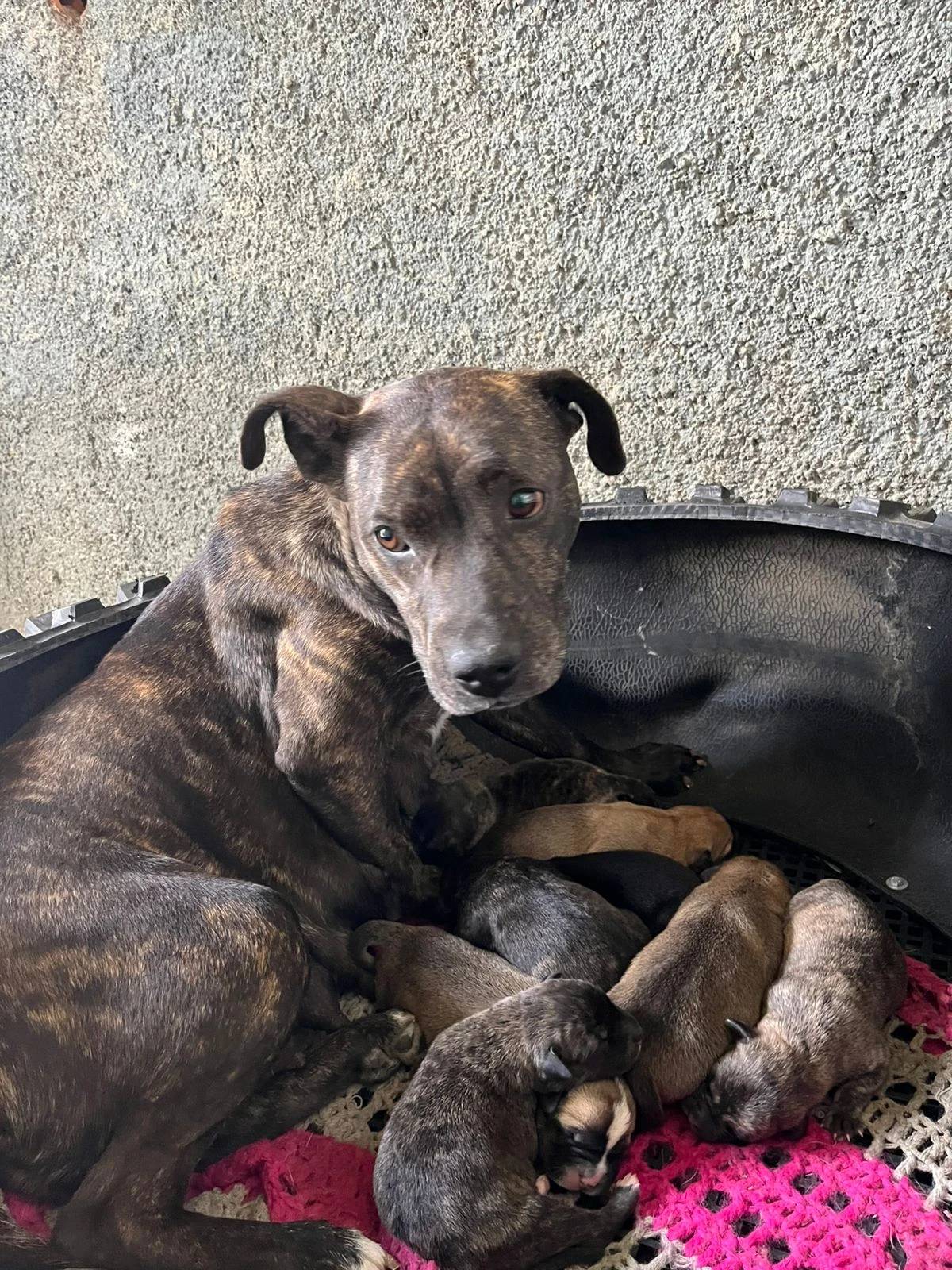 OPA encerra convênio e teme destino de 120 animais em Balneário Rincão — foto 1