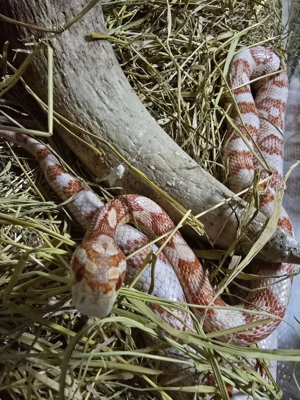 Fotos: seis são presos em flagrante durante operação em combate a crimes contra animais silvestres — foto 2