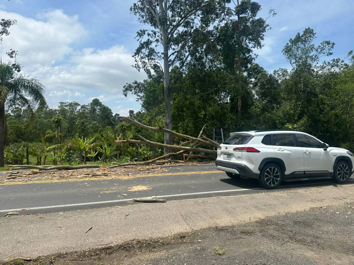 SC-445: queda de árvore sobre pista resulta em bloqueio parcial do trânsito — foto 7
