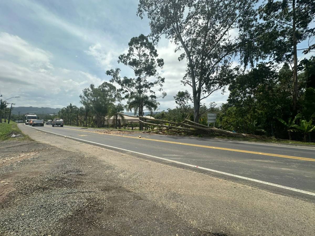 SC-445: queda de árvore sobre pista resulta em bloqueio parcial do trânsito — foto 1