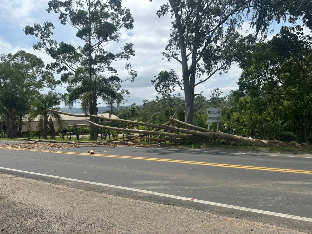 SC-445: queda de árvore sobre pista resulta em bloqueio parcial do trânsito — foto 2