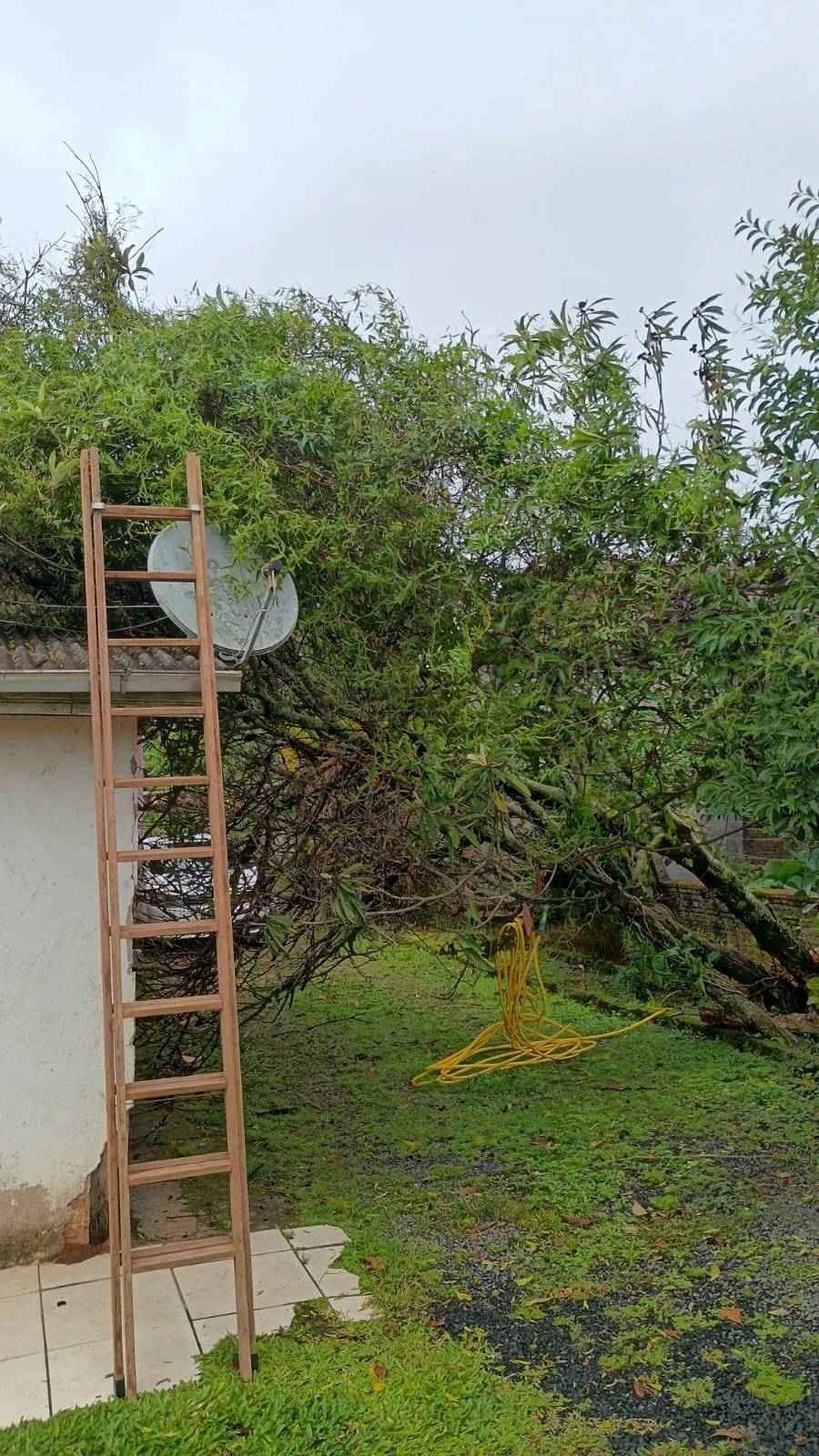 Árvore cede e atinge residência durante instabilidade no tempo — foto 1