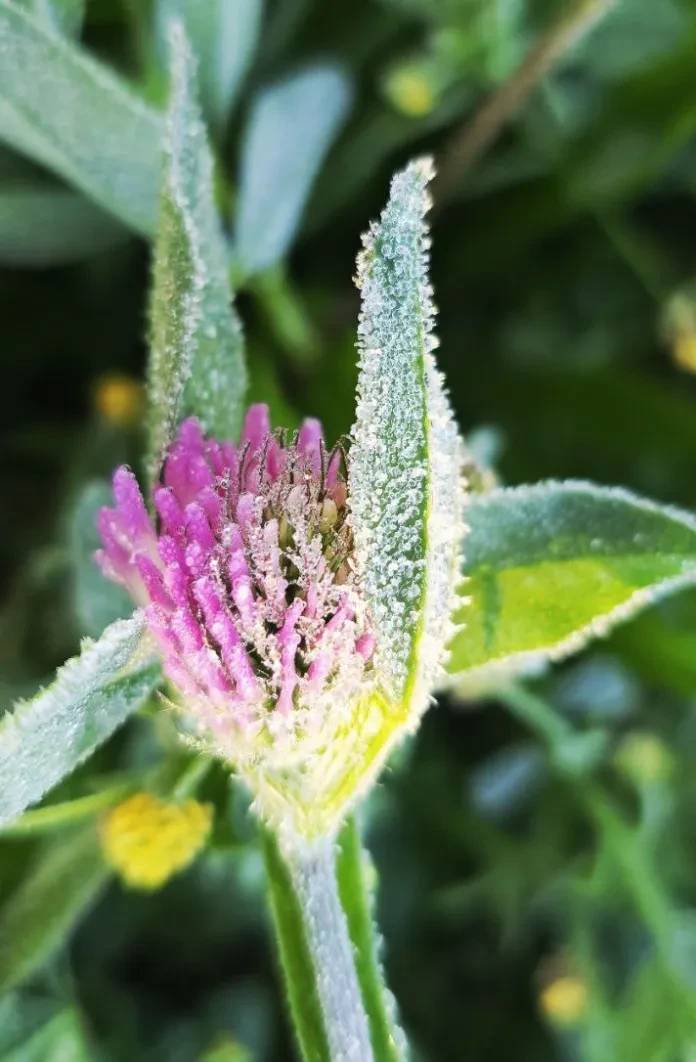 Serra catarinense amanhece com geada e temperaturas próximas de 0°C; veja fotos e vídeo — foto 2