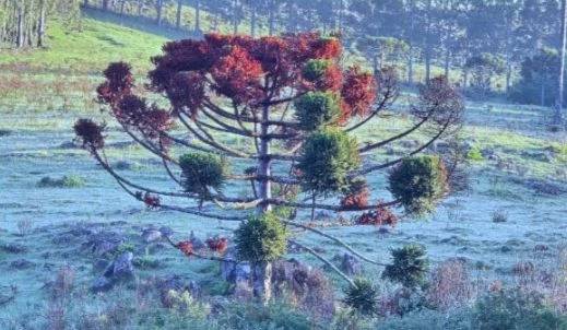 Carros e plantas cobertos de gelo: Serra catarinense registra segunda geada em dez dias — foto 2