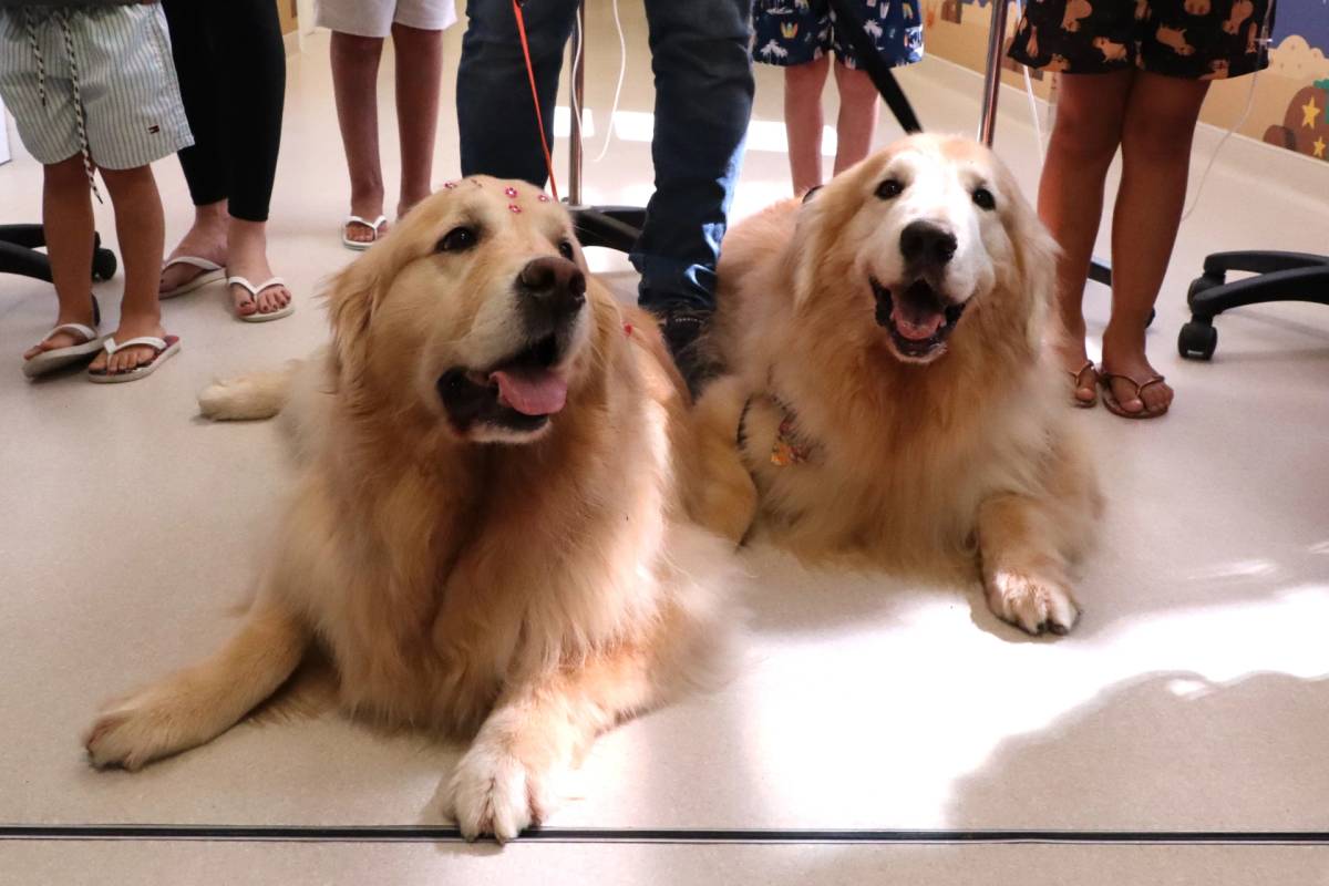 Pet Terapia transforma o dia de crianças internadas em hospital de Criciúma — foto 4